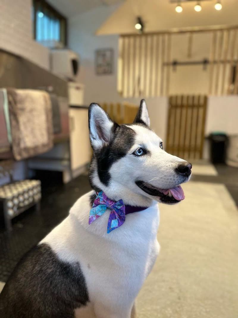 A freshly groomed husky sitting side-on in the salon wearing a blue and purple bandana