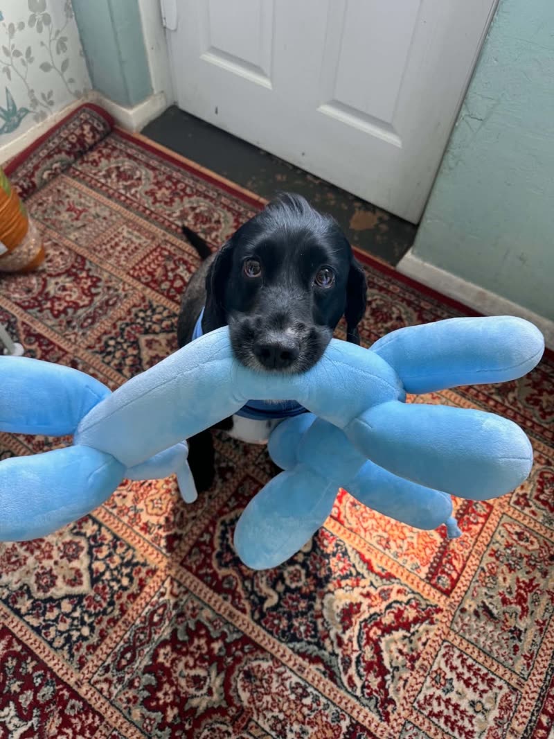 A black cocker spaniel on a patterned red rug holding a large blue plush toy