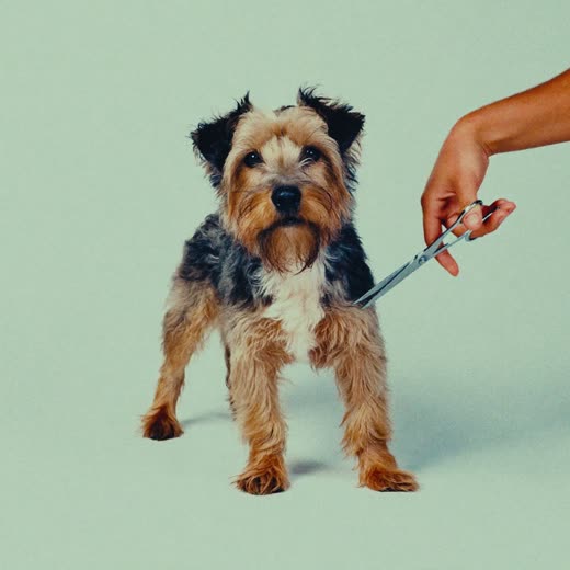 A small terrier being trimmed with grooming scissors