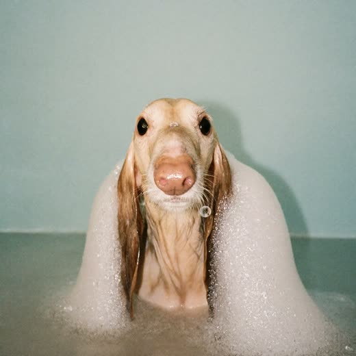 A wet dog covered in soap suds during a bath