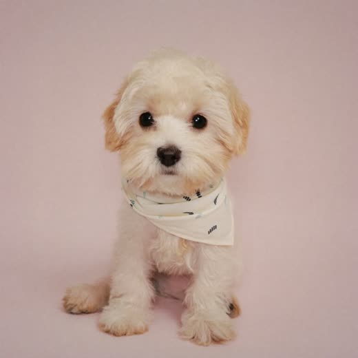 A freshly groomed puppy wearing a plain bandana